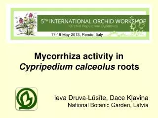 Mycorrhiza activity in Cypripedium calceolus roots