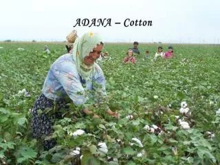 ADANA – Cotton