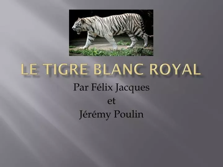 le tigre blanc royal