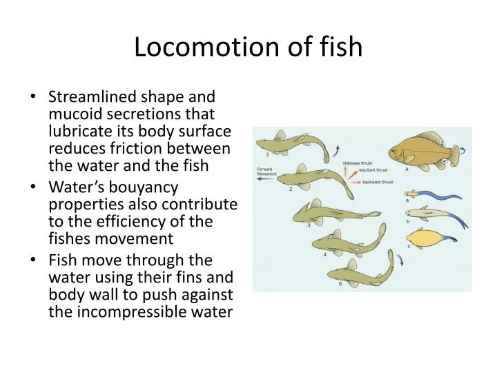 locomotion of fish