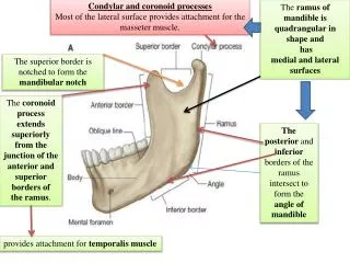 The ramus of mandible is quadrangular in shape and has medial and lateral surfaces