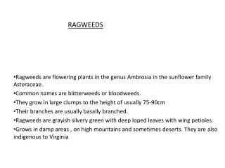 Ragweeds are flowering plants in the genus Ambrosia in the sunflower family Asteraceae.