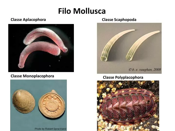 filo mollusca