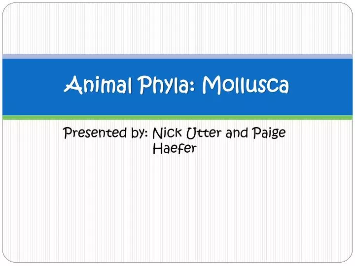 animal phyla mollusca