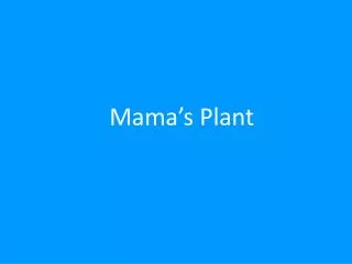 Mama’s Plant