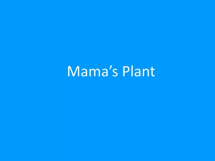 mama s plant