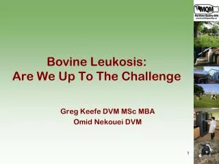 Bovine Leukosis : Are We Up To The Challenge