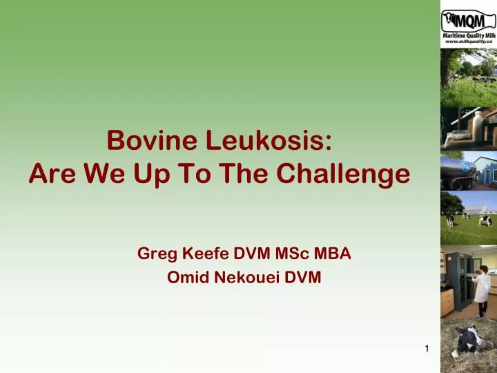 bovine leukosis are we up to the challenge
