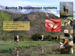 Bovine Tb suppression systems