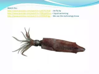 Squid Dissection Problem: How does the structure of the Squid help it survive?