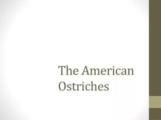 The American Ostriches