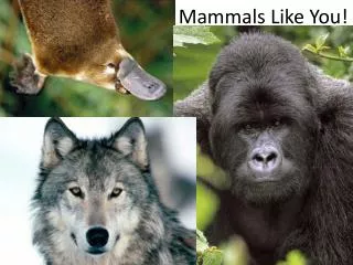 Mammals Like You!