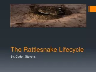 The Rattlesnake Lifecycle