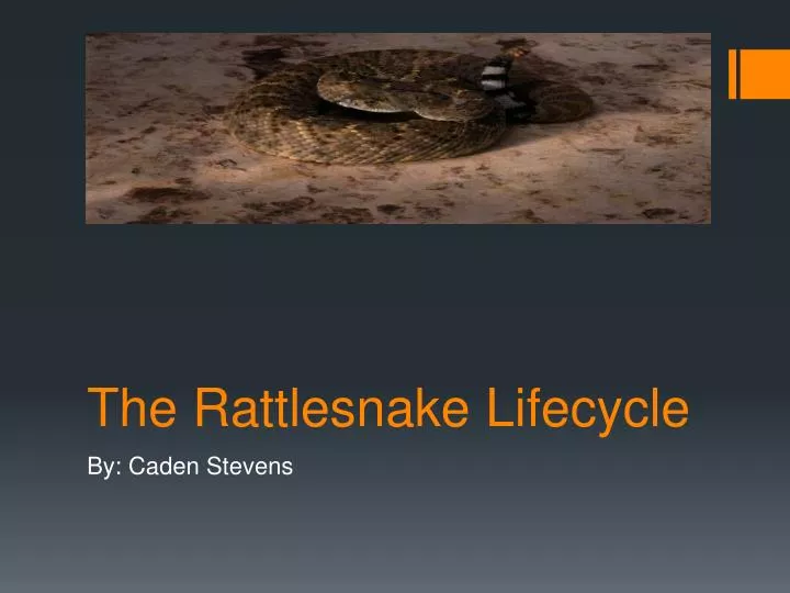 the rattlesnake lifecycle