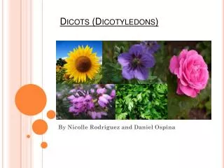 Dicots (Dicotyledons)