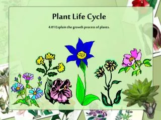 Plant Life Cycle 4.01 Explain the growth process of plants .