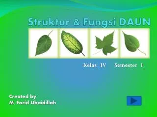 struktur fungsi daun