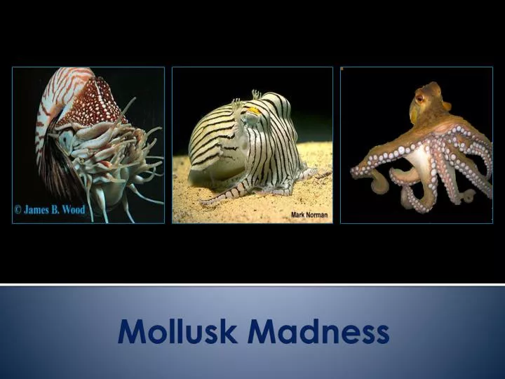 mollusk madness