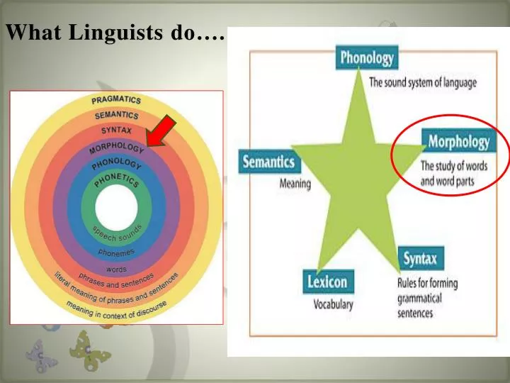 what linguists do