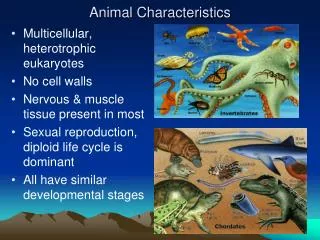 Animal Characteristics