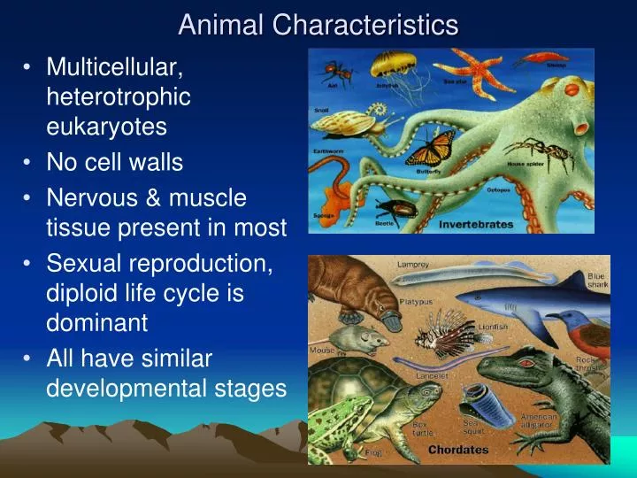 animal characteristics