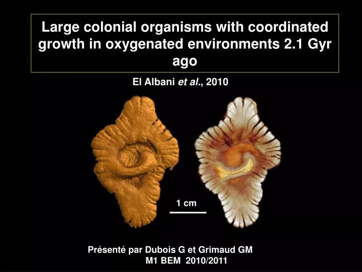 large colonial organisms with coordinated growth in oxygenated environments 2 1 gyr ago