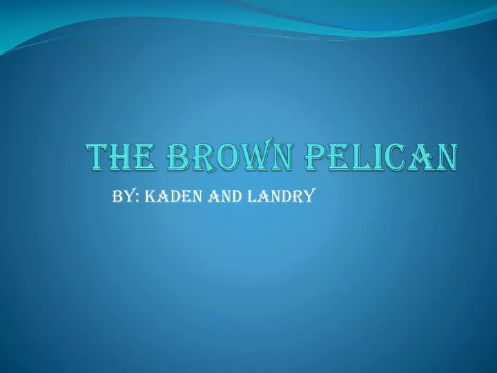 the brown pelican