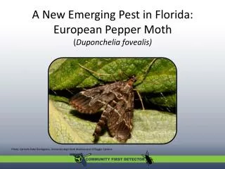 A New Emerging Pest in Florida: European Pepper Moth ( Duponchelia fovealis )