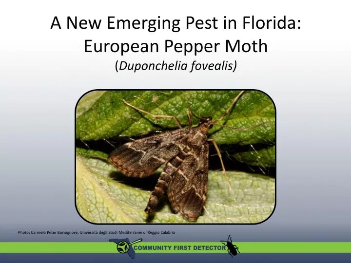 a new emerging pest in florida european pepper moth duponchelia fovealis