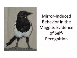 Mirror-Induced Behavior in the Magpie: Evidence of Self-Recognition