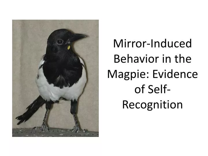 mirror induced behavior in the magpie evidence of self recognition