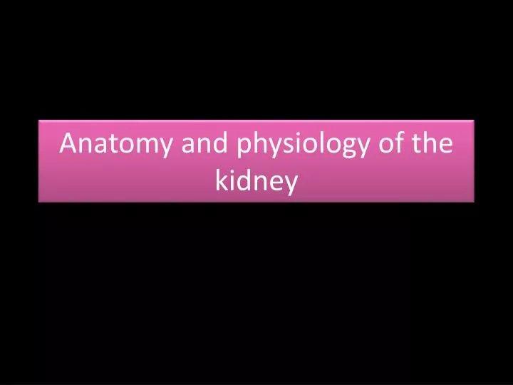 anatomy and physiology of the kidney