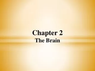 Chapter 2 The Brain