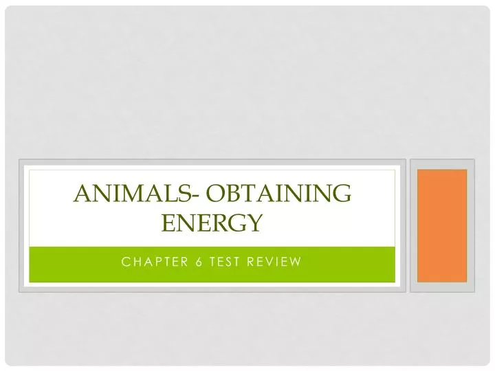 animals obtaining energy