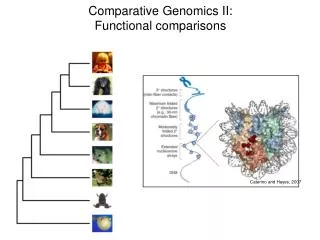 Comparative Genomics II : Functional comparisons