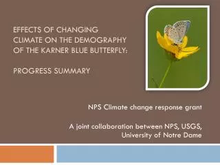 Effects of changing climate on the demography of the Karner blue butterfly: Progress summary