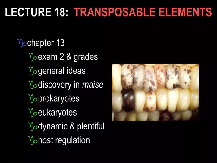 lecture 18 transposable elements