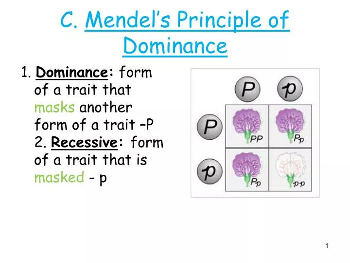 c mendel s principle of dominance