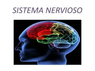sistema nervioso