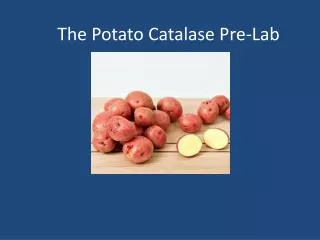 The Potato Catalase Pre-Lab