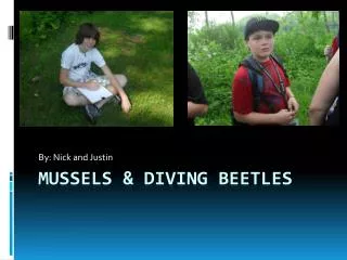 Mussels &amp; Diving Beetles