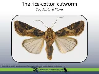 The rice-cotton cutworm Spodoptera litura