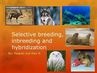 Selective breeding, inbreeding and hybridization