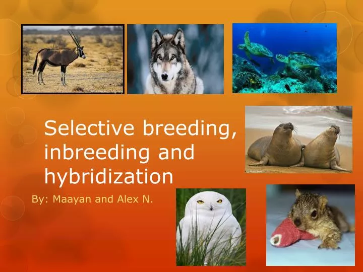 selective breeding inbreeding and hybridization