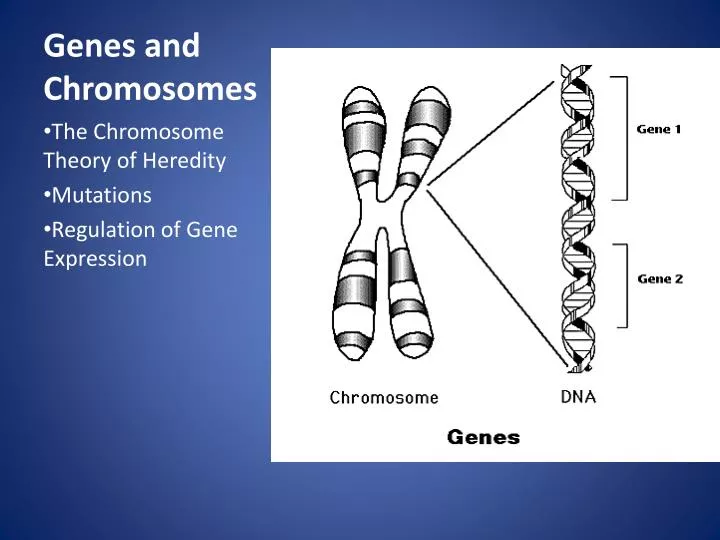 genes and chromosomes