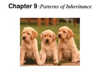 Chapter 9 : Patterns of Inheritance
