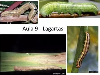 aula 9 lagartas