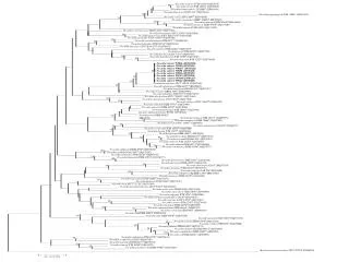 Nocardia flavorosea JCM 3332 T (GQ376168)