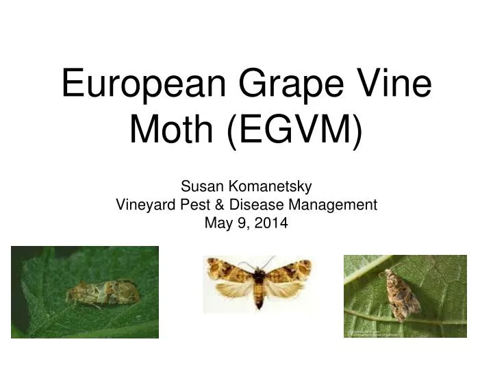 european grape vine moth egvm