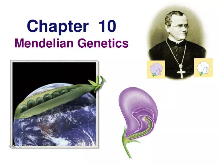 chapter 10 mendelian genetics